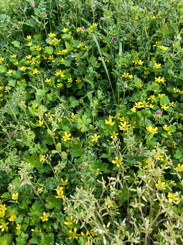 花をつける雑草