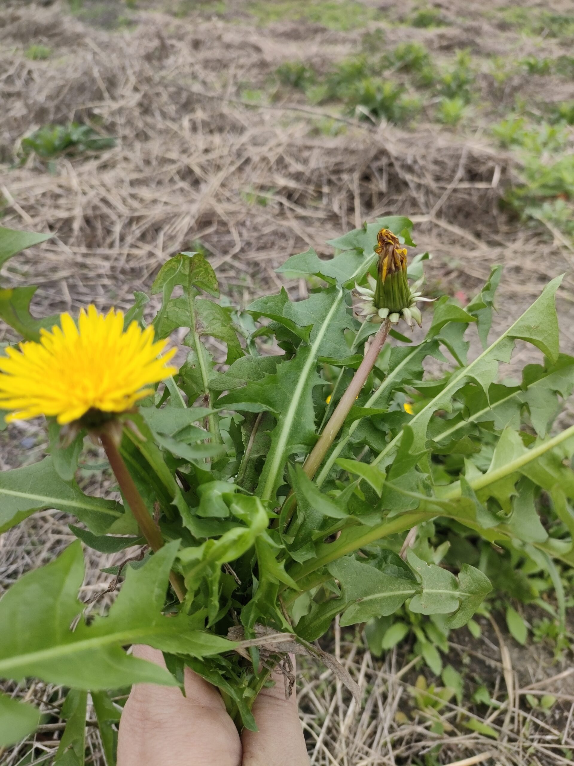 畑で見つけたタンポポを食べてみた
