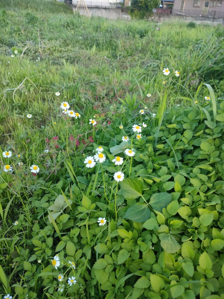 自然農の畑で花を咲かせる雑草たち