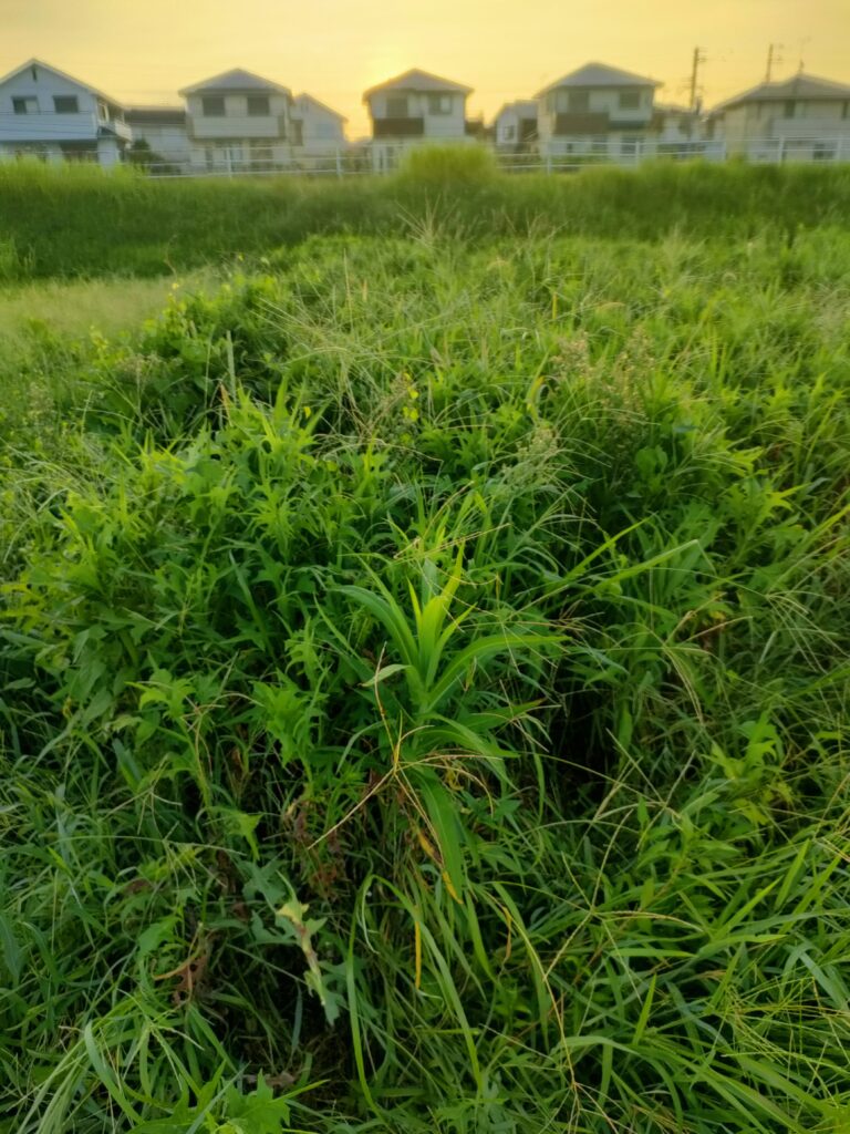 夏に背丈ほども伸びた草