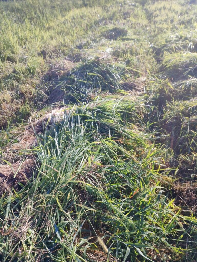 自然農の畝の上に草を刈って敷く