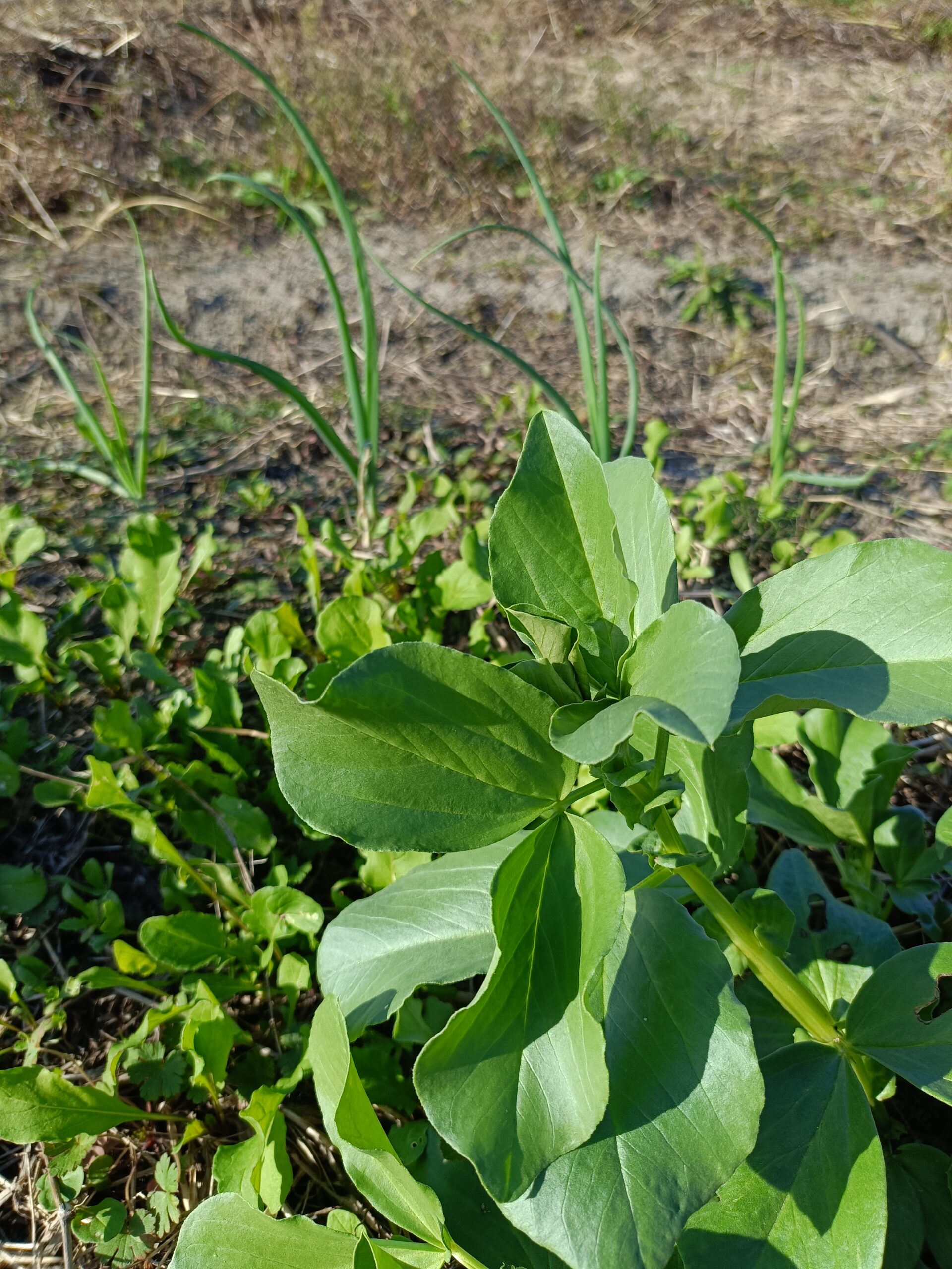 自然農の畑で育つ野菜