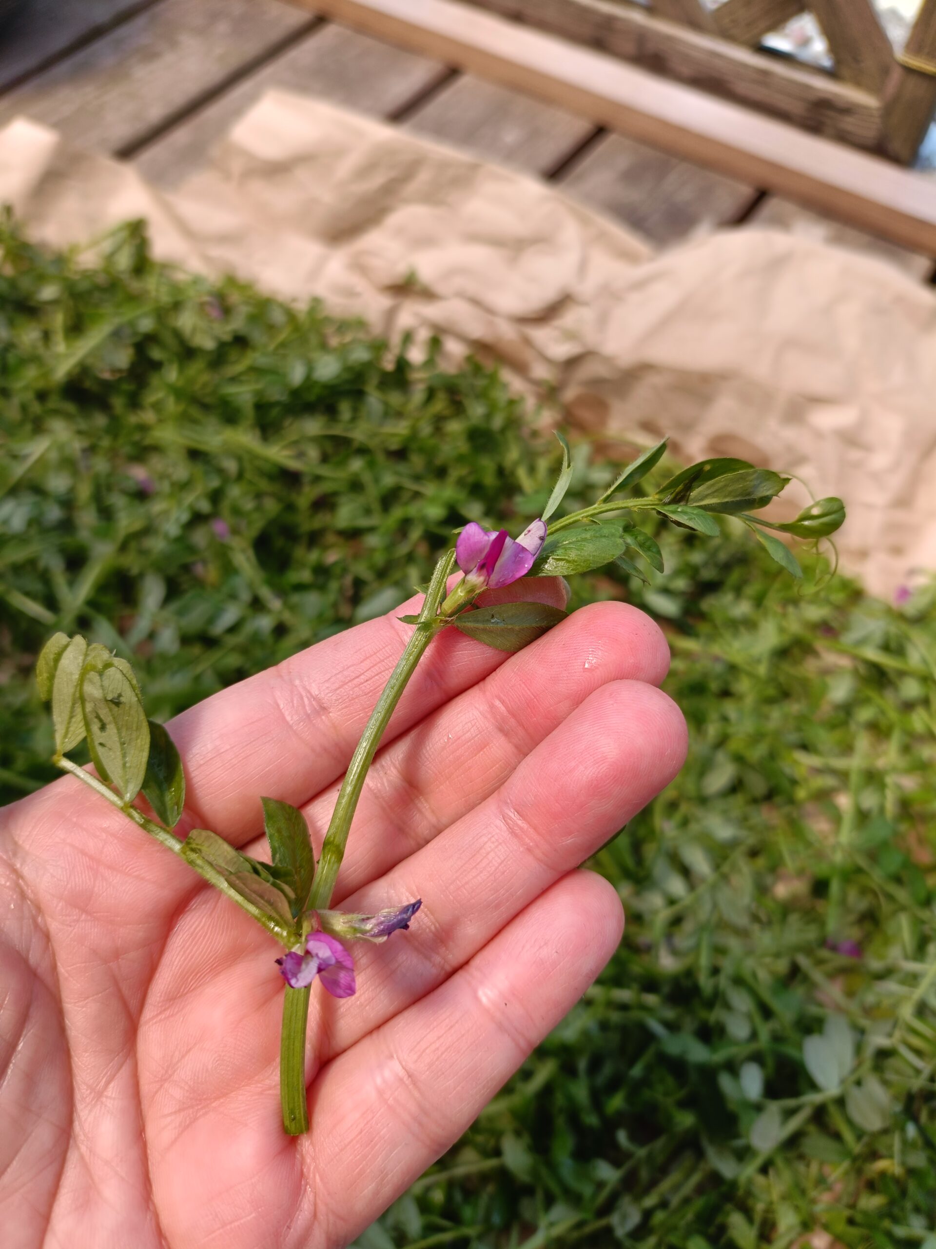畑でつんだカラスノエンドウをお茶にしてみる