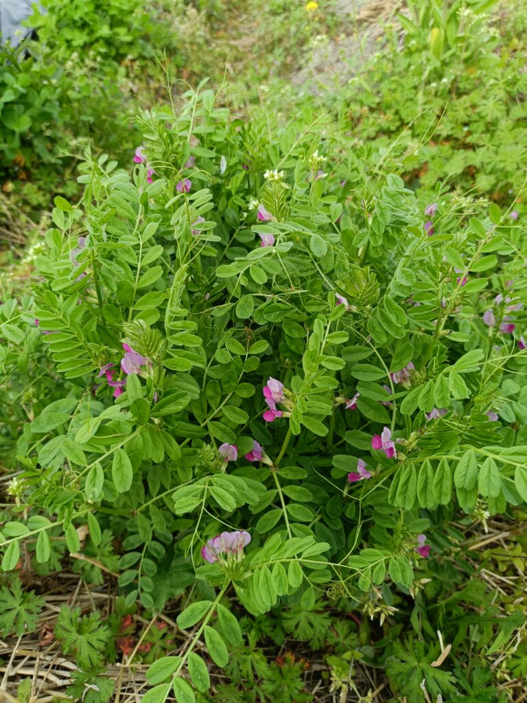 雑草と言われるカラスノエンドウも食べられるし、お茶になる
