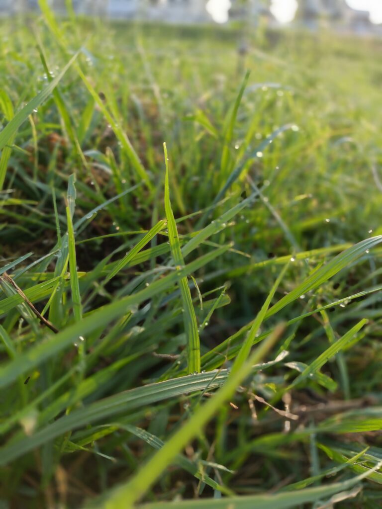 自然農の畑で朝露に輝く草