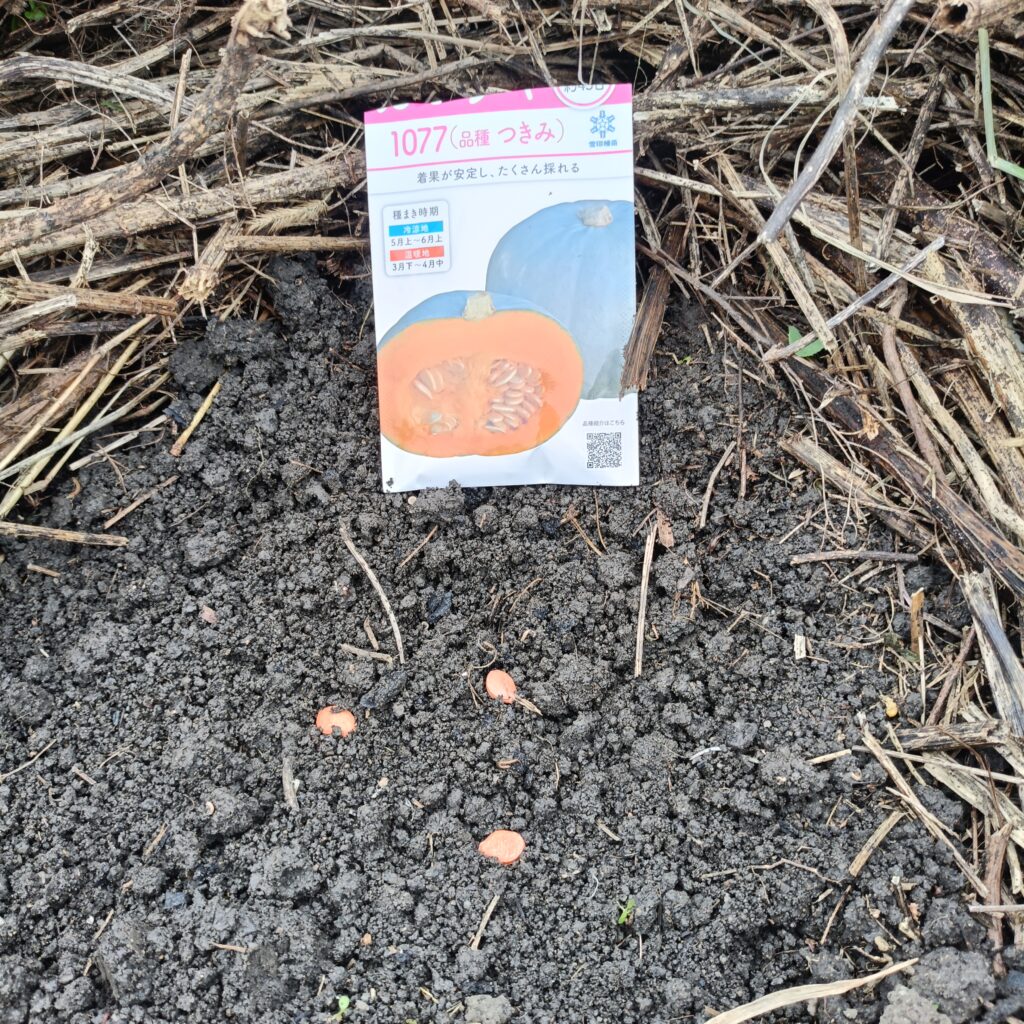 草畝にかぼちゃの種をまく