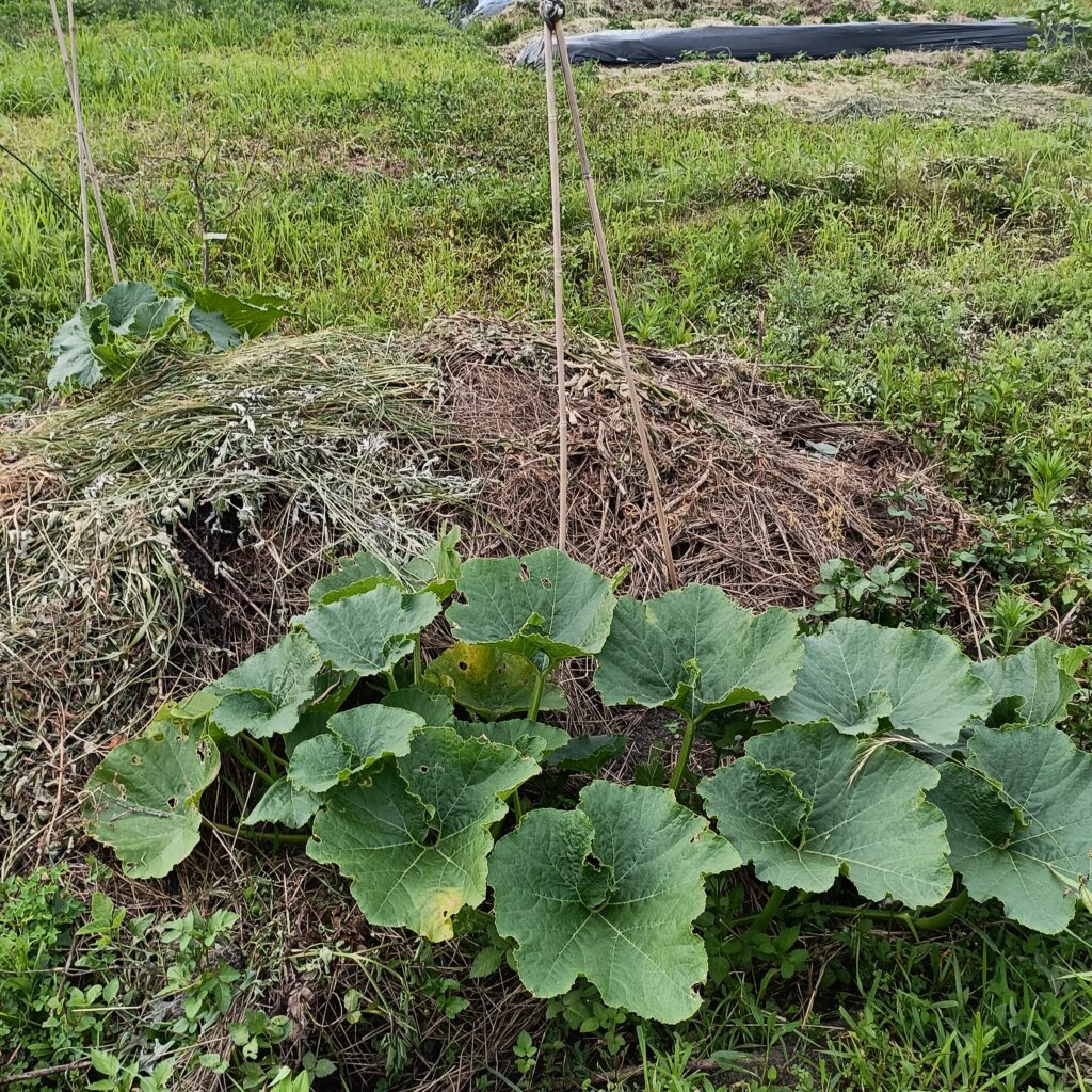 鍬畝の上にツルを這わせるかぼちゃ