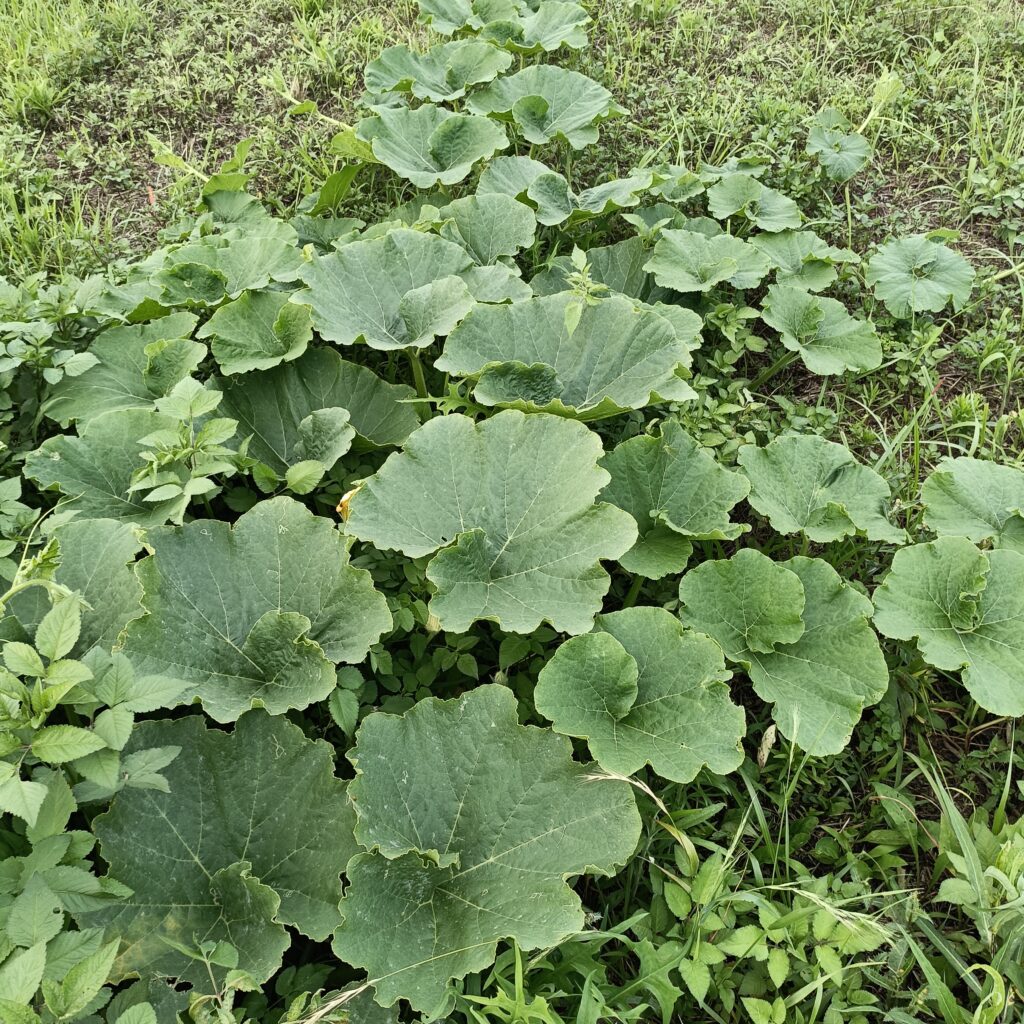 草畝からぐんぐん育つかぼちゃ。大制に葉を広げ、花をつけ始めた。