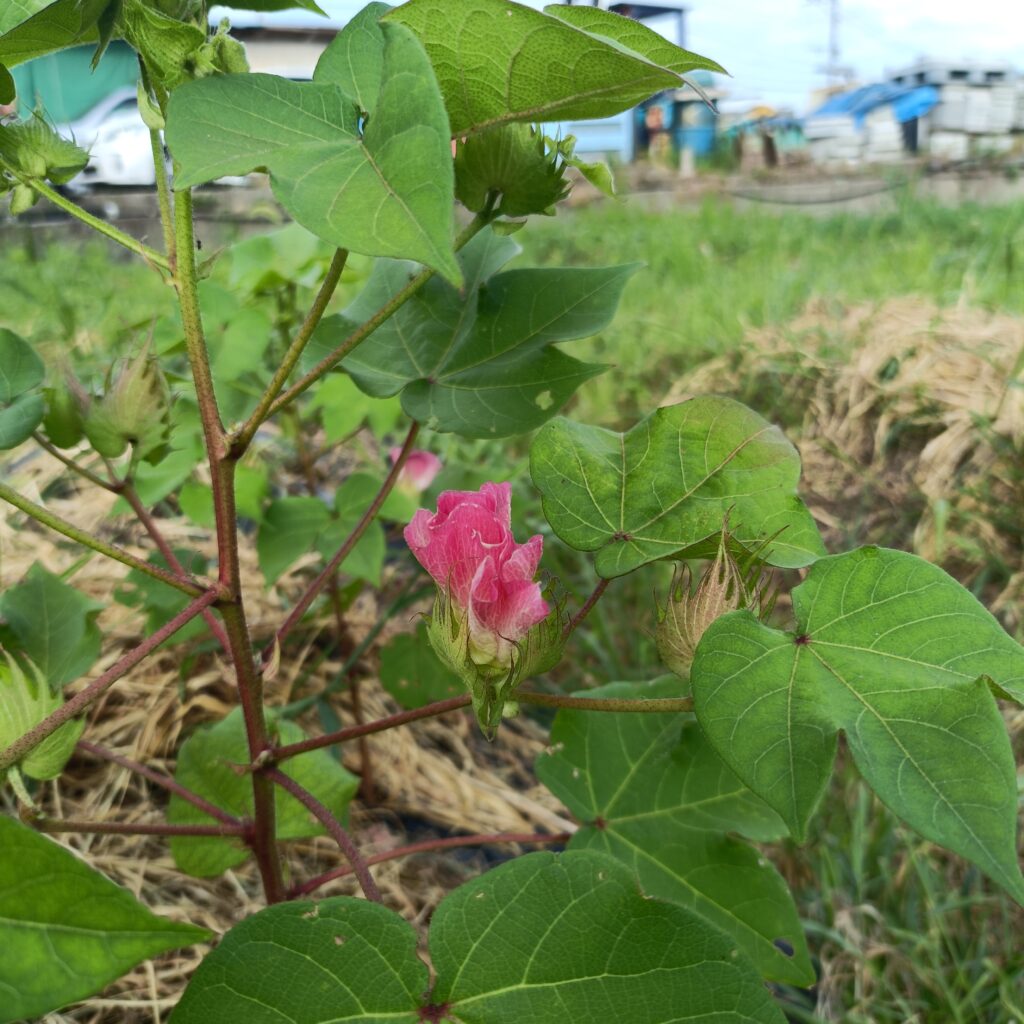 暑さの中で元気に花を咲かせる綿