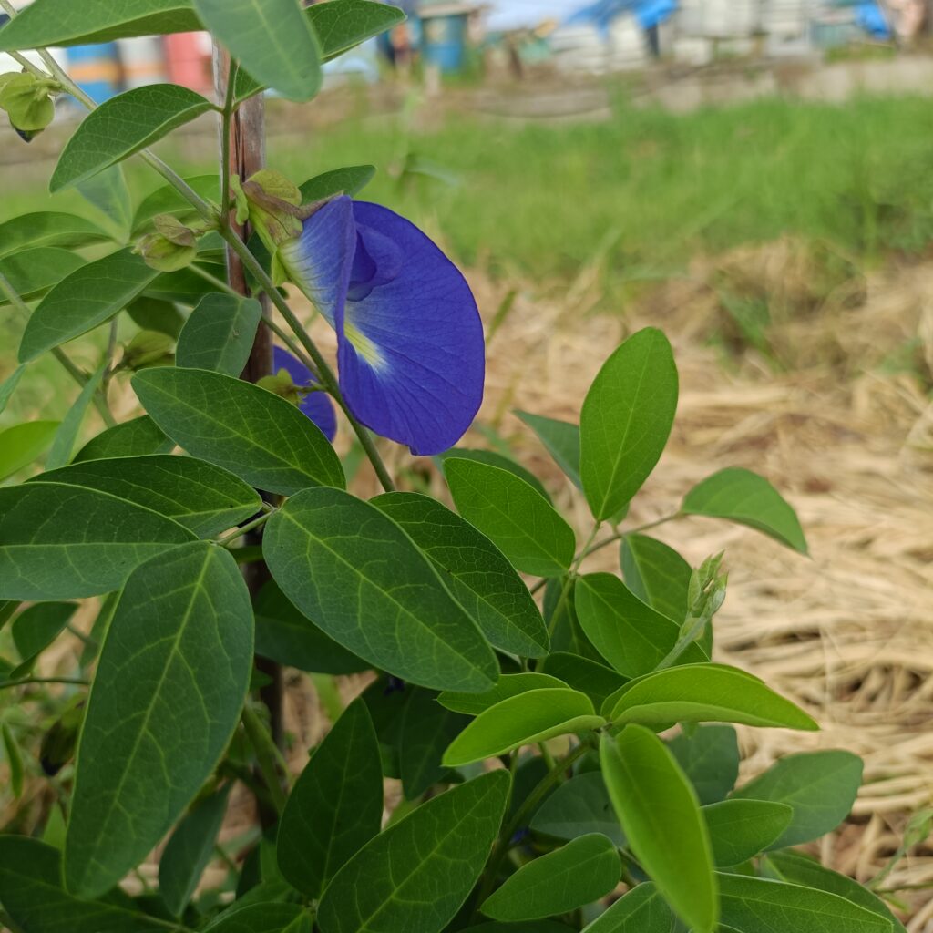 暑い中でもよく育つバタフライピーの花