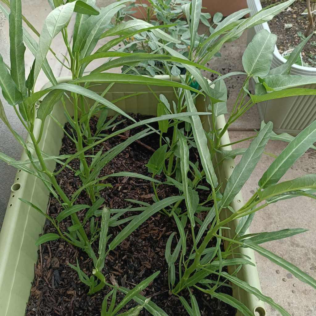 プランターで育てている空心菜