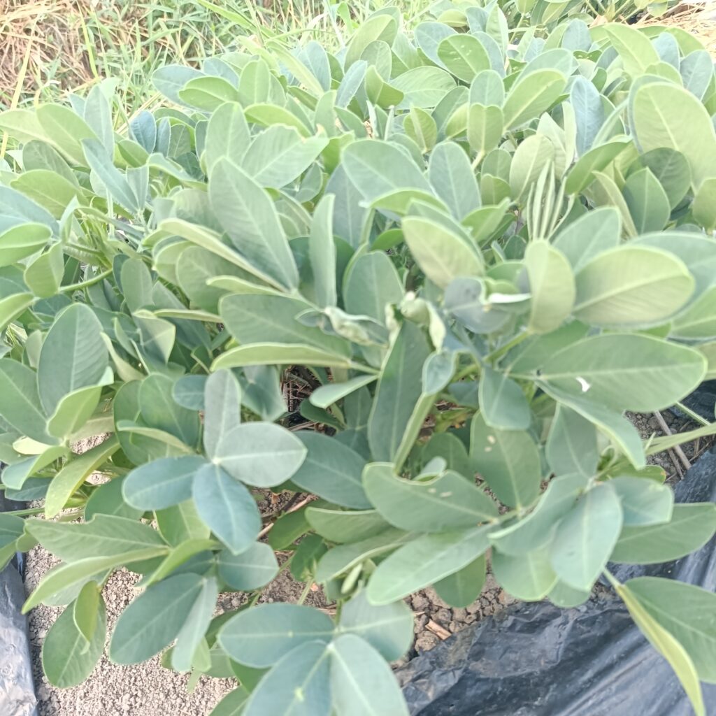 元気に育つ落花生

