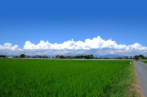 日本の田んぼが広がる風景