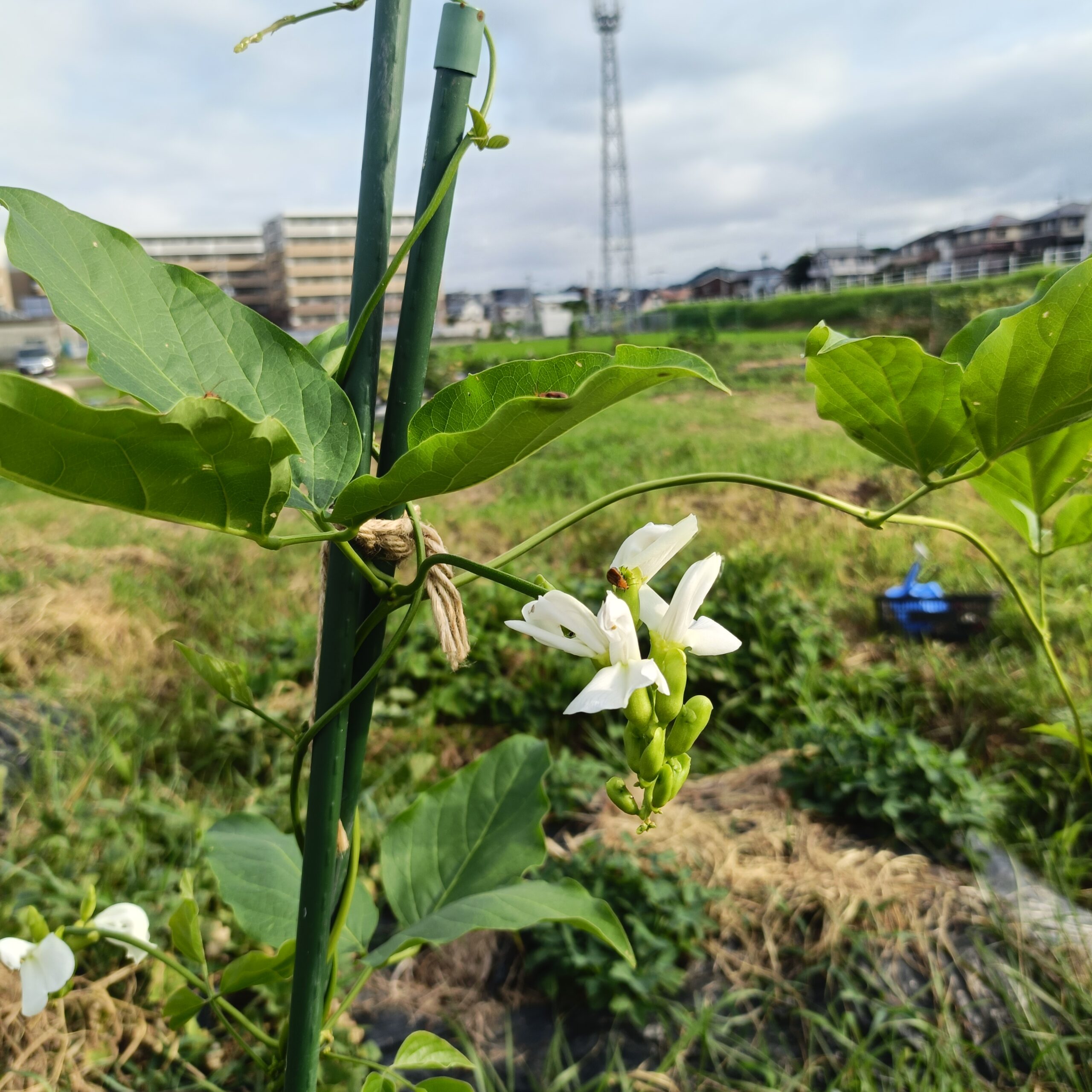 自然農の畑に咲いたナタ豆の白い花