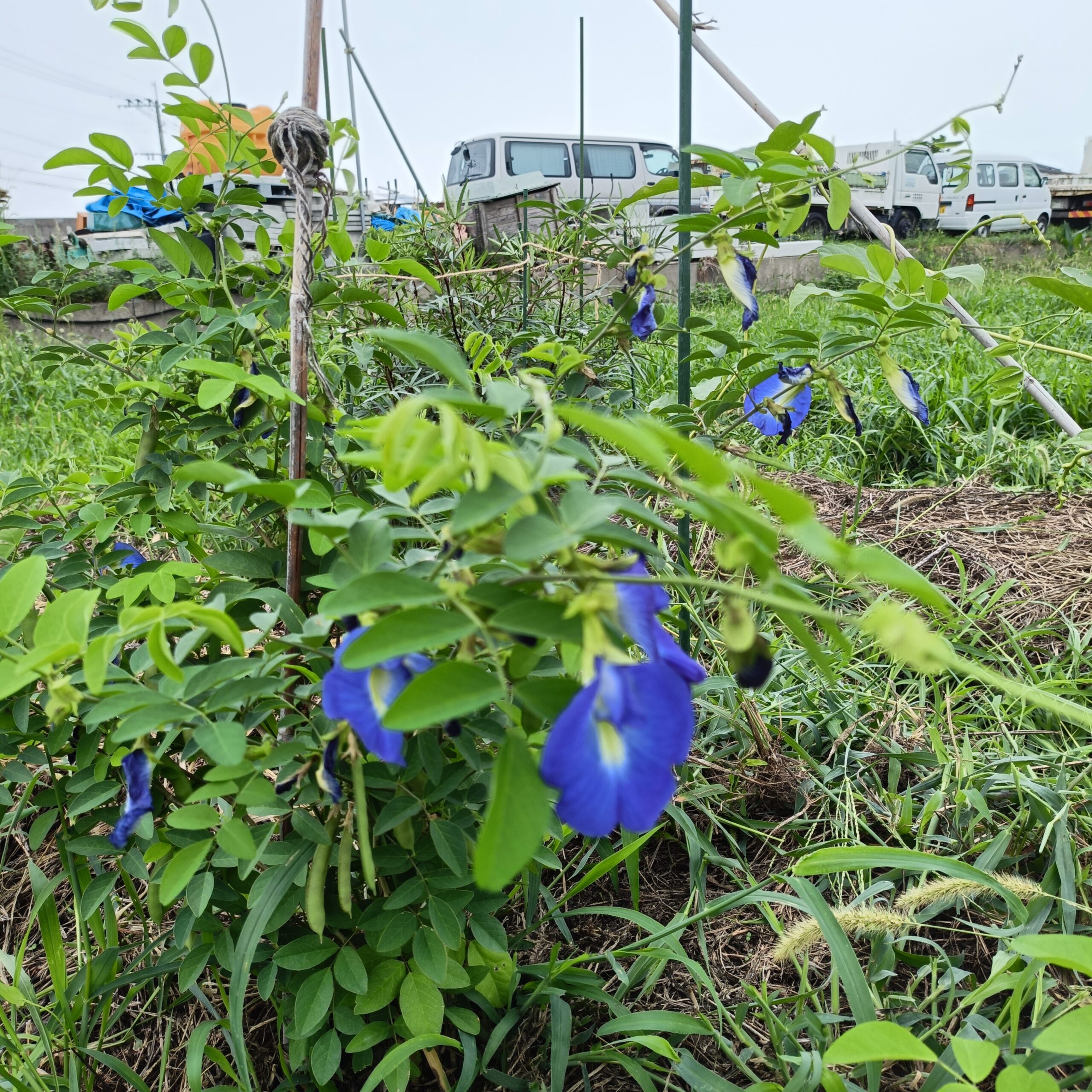 自然農の畑に咲くバタフライピーの青い花